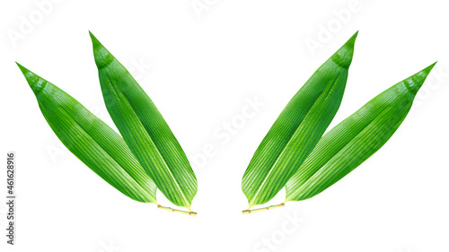 A pair of bamboo leaves isolated on white background for ready design with Clipping Path