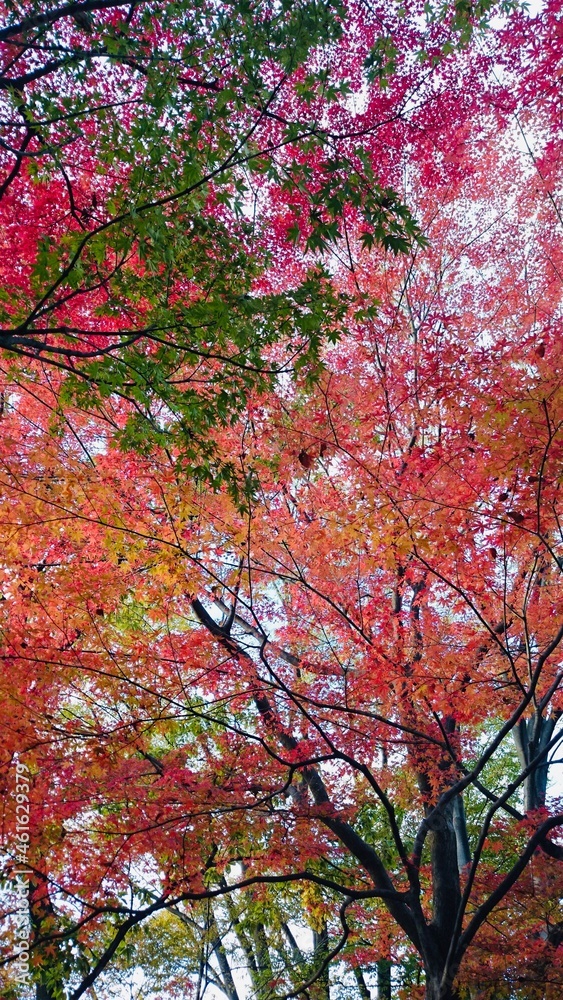 紅葉 紅葉