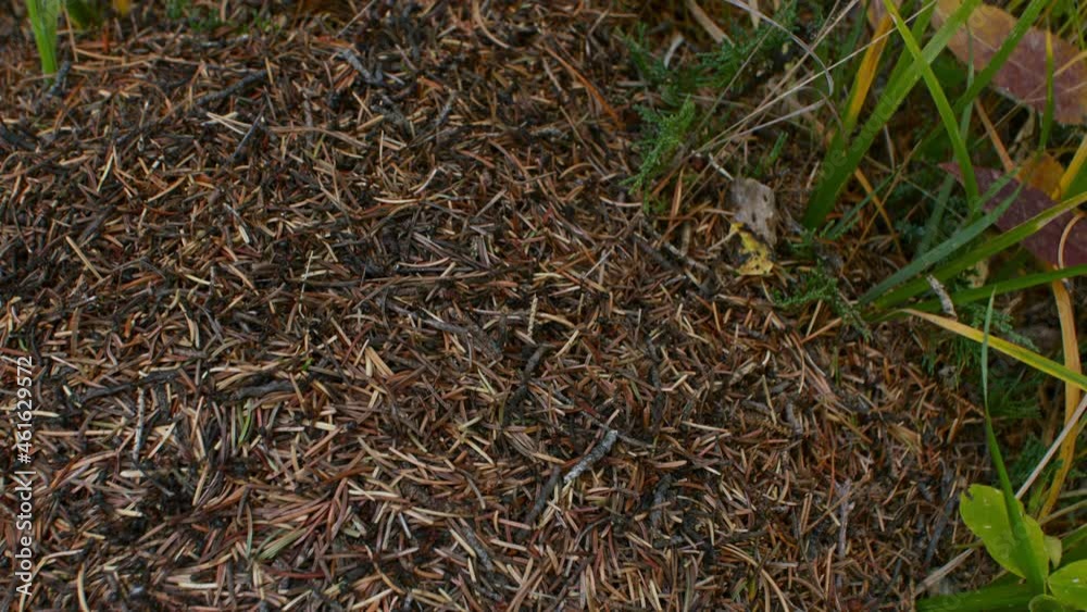 Anthill busy with grass Timelapse Anthill busy with grass Timelapse