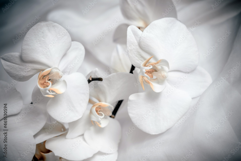 The branch of white orchids on white fabric background
The branch of white orchids on white fabric background