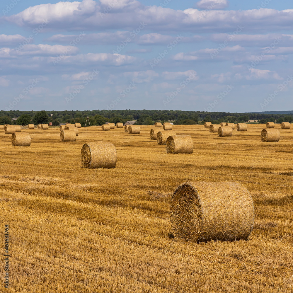 Stacks of straw - bales of hay, rolled into stacks left after harvesting of wheat ears, agricultural farm field with gathered rural.