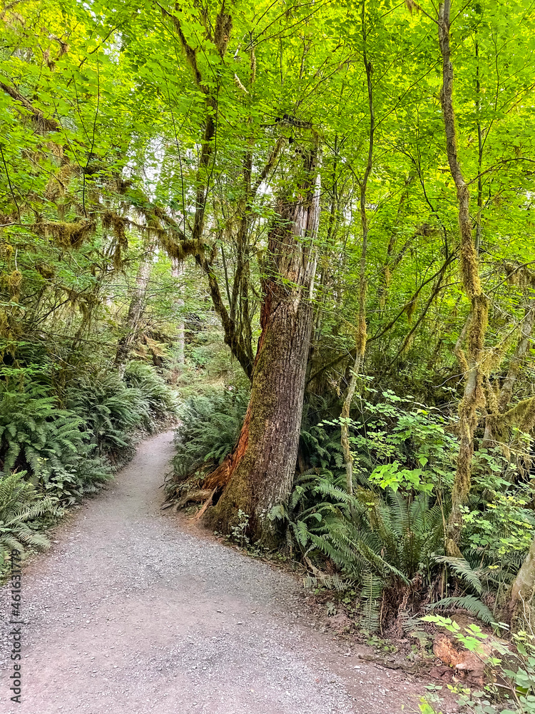 Hoh Rainforest Hoh Rainforest