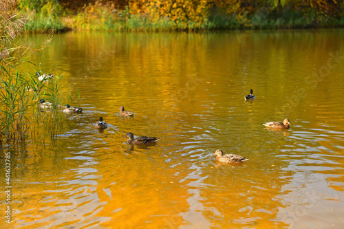 Ducks swim past the reeds on the autumn lake