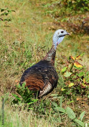 eastern wild  turkey hen  in the brush in fall near red cliff in northern wisconsin