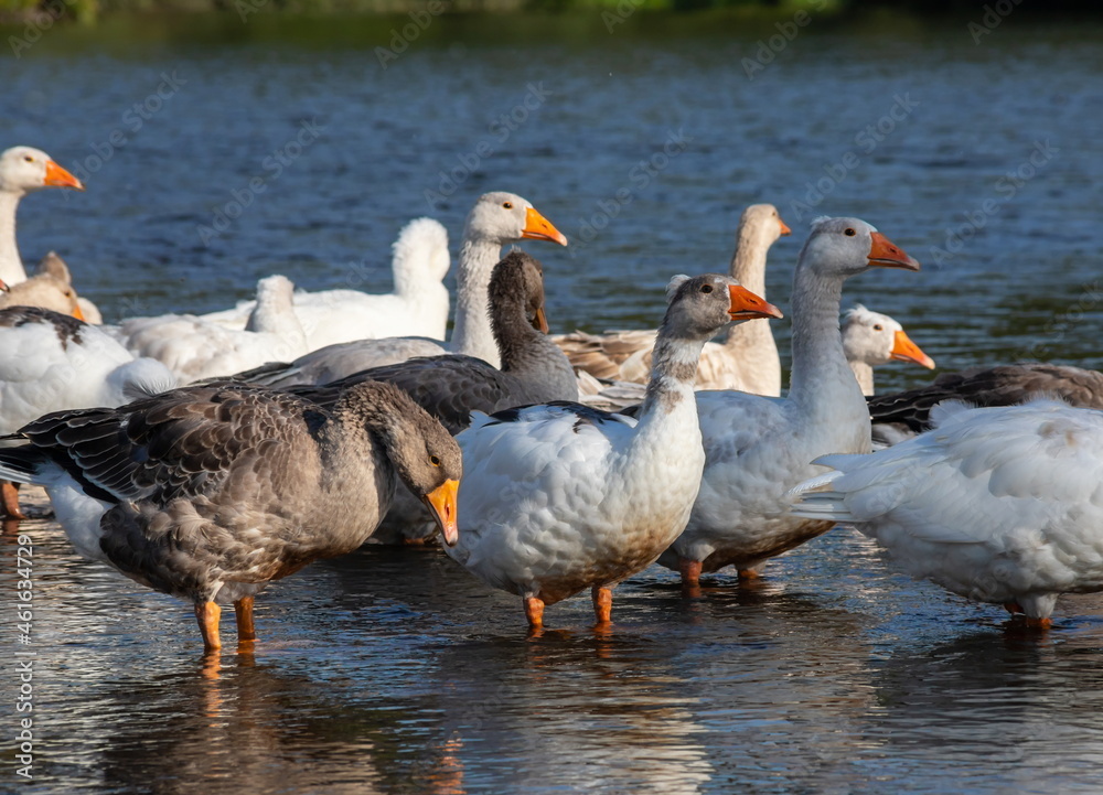Fototapeta premium Farm life. A flock of white and gray geese swims in a blue pond