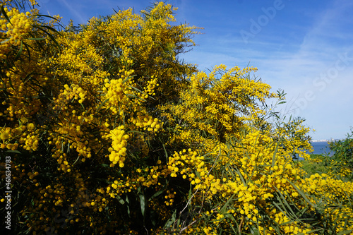 Fototapeta Naklejka Na Ścianę i Meble -  Yellow mimosa flowers
