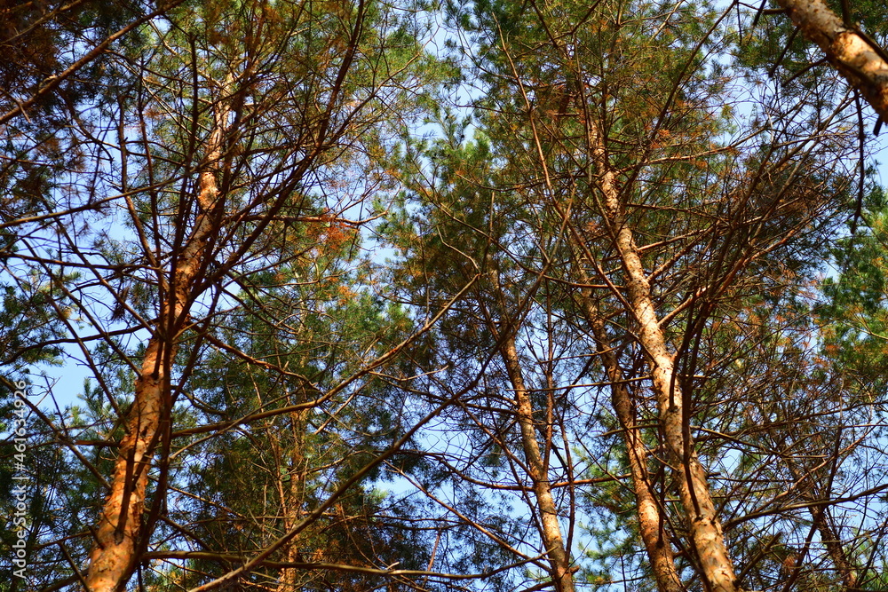Trunks of autumn pines illuminated by the sun in October Trunks of autumn pines illuminated by the sun in October