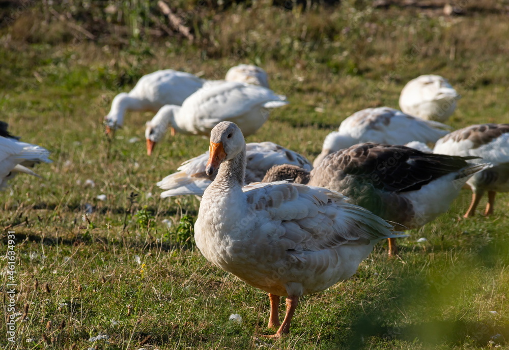 Group of white fronted geese resting and feeding in coastal golf course grassland Group of white fronted geese resting and feeding in coastal golf course grassland