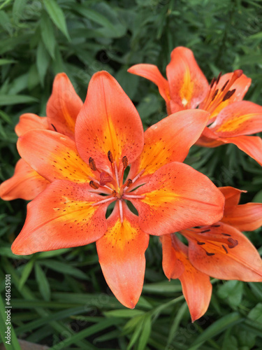 orange tiger lily © DW