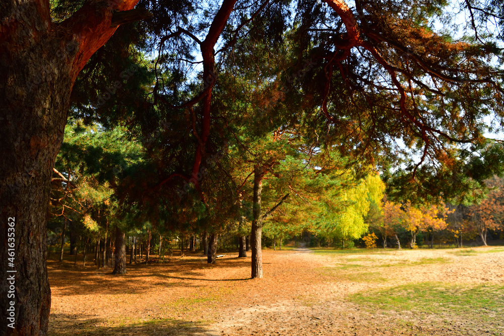 Trunks of autumn pines illuminated by the sun in October