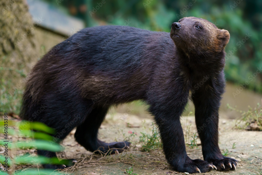 Fototapeta premium Siberian wolverine, Gulo Gulo in nature