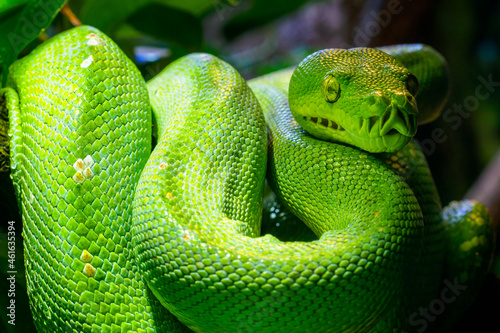 Green tree python (Morelia viridis) close-up. Portrait art.