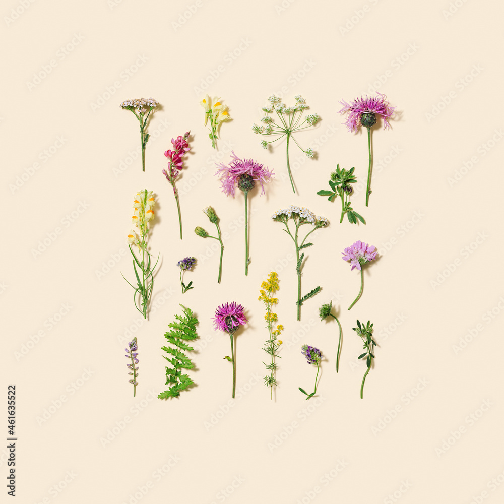 Natural summer wildflowers, meadow herbs and field bloom plants, green grass, small wild blossom, forest thistle flower, fern