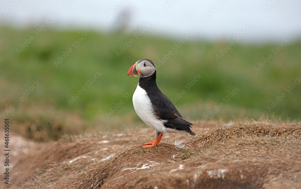Obraz premium The atlantic puffin lives on the ocean and comes for nesting and breeding to the shore. They are seen in big numbers on Iceland