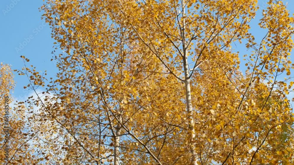 colorful aspen leaves in autumn against blue sky colorful aspen leaves in autumn against blue sky