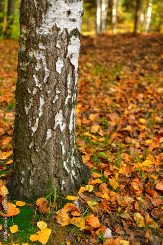 Birch trunk on the background of yellow autumn foliage