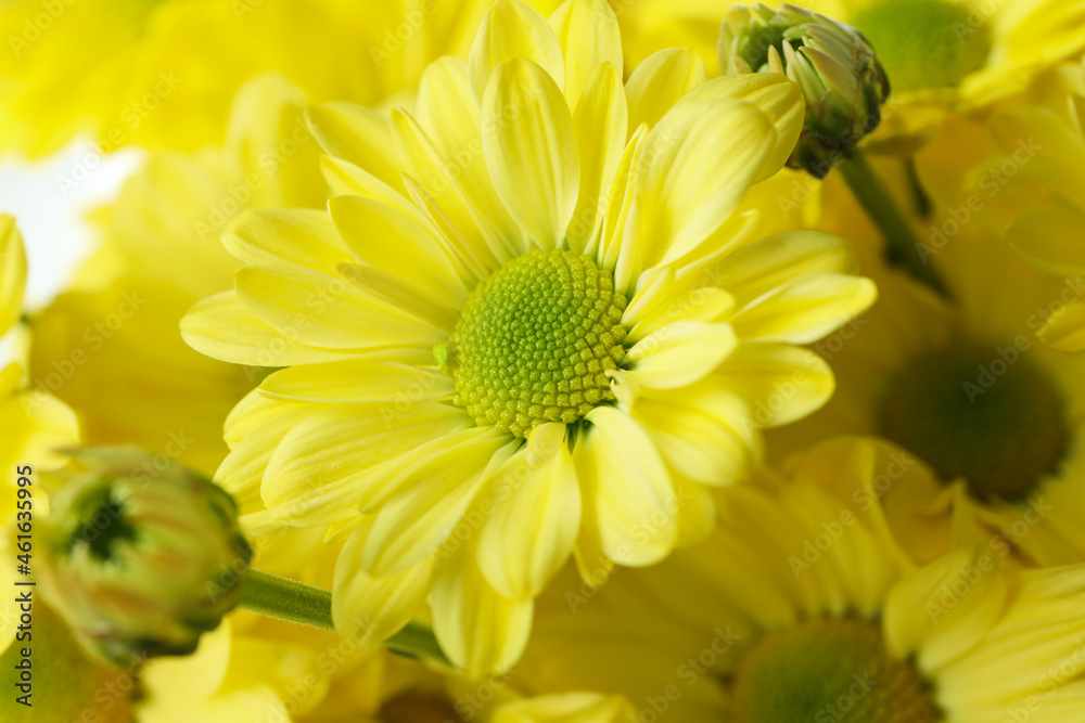 Fototapeta premium Yellow chrysanthemums all over background, close up