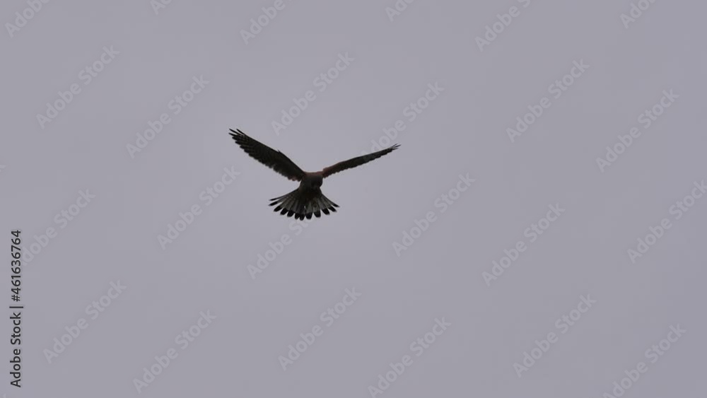 Static view common kestrel bird hovers in air with cloudy sky background. High quality slow motion 4k footage birds Static view common kestrel bird hovers in air with cloudy sky background. High quality slow motion 4k footage birds