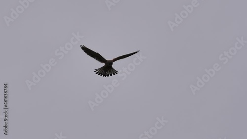 Static view common kestrel bird hovers in air with cloudy sky background. High quality slow motion 4k footage birds photo