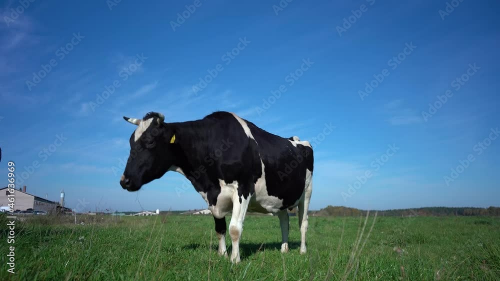 Cow looking into camera and sniffing it. Cow grazing on the green meadow in a sunny day. Farming concept. 4K 24p Cow looking into camera and sniffing it. Cow grazing on the green meadow in a sunny day. Farming concept. 4K 24p