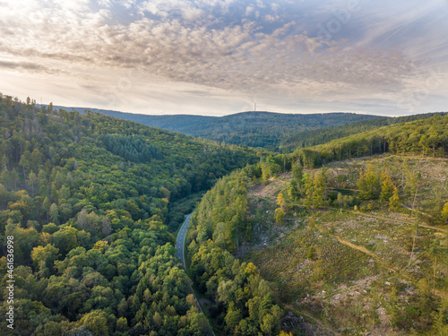 Luftaufnahme mit Drohne vom Waldsterben im Taunus durch den Borkenkäfer und Klimawandel in der Nähe von Oberusel, Deutschland Hessen