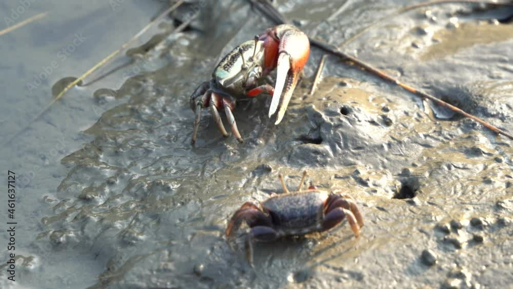 Close up wild crustaceans found in its natural habitat, fiddler crabs foraging and sipping minerals on the muddy tidal flat at Gaomei wetlands preservation area, Taichung, Taiwan. Close up wild crustaceans found in its natural habitat, fiddler crabs foraging and sipping minerals on the muddy tidal flat at Gaomei wetlands preservation area, Taichung, Taiwan.