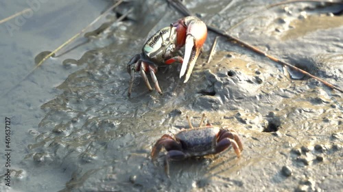 Close up wild crustaceans found in its natural habitat, fiddler crabs foraging and sipping minerals on the muddy tidal flat at Gaomei wetlands preservation area, Taichung, Taiwan. photo