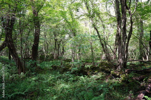 a lively dense forest in summer