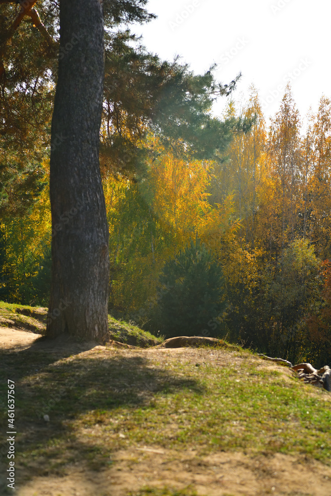 Obraz premium A pine tree stands on a rock in a sunny autumn park in October