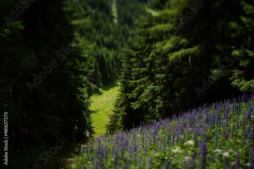Small green patch in the forest in the Austrian alps