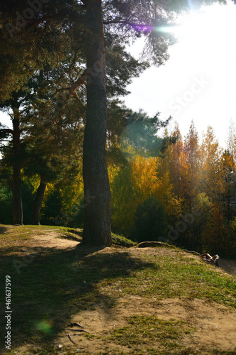 Fototapeta Naklejka Na Ścianę i Meble -  A pine tree stands on a rock in a sunny autumn park in October