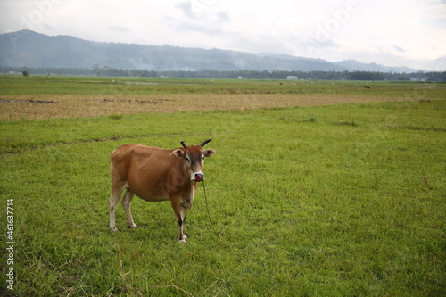 a brown cattle isolated in the green field in countryside of lanao del sur, mindanao island photo