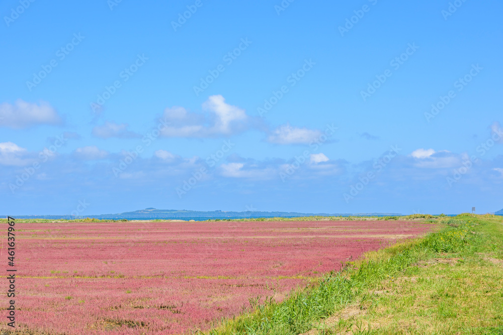 鮮やかな、北海道　能取湖のサンゴ草