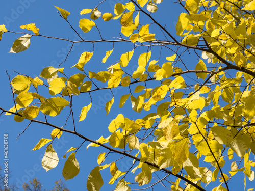 Bright yellow autumn linden leaves on tree branches. Against the background of the blue sky. Contrast. Horizontally