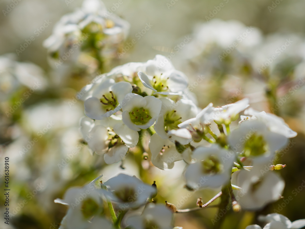Blooming of white small flowers of Lobularia. Side view. Horizontally