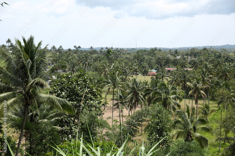 palm tree forest in mindanao island, the philippines