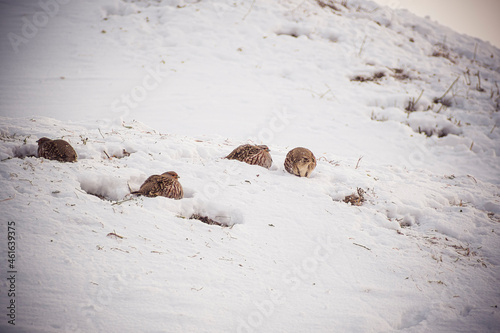 Colorful feathers of Perdix Perdix in snow. Wildlife survival in winter. Gray partridge family in search for food. Selective focus on the animals, blurred background.