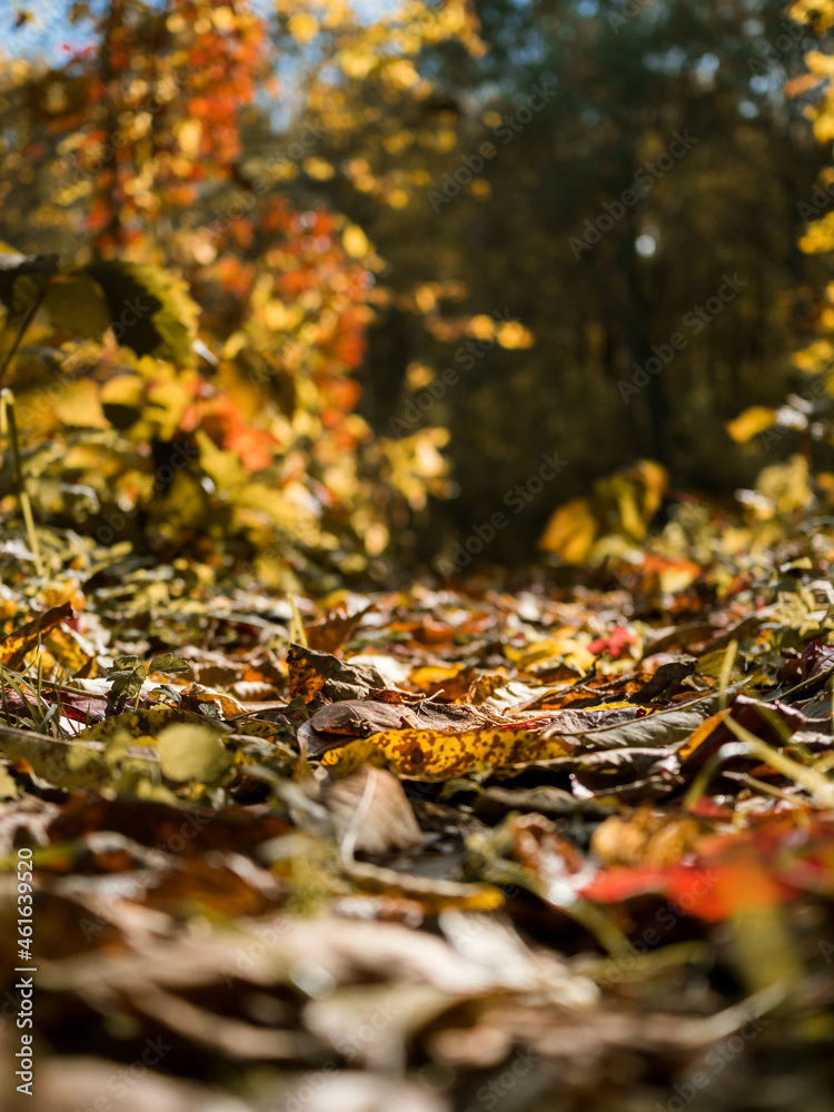 Selective focus of an autumn leaf on the road. Shooting from below of autumn colorful leaves on the ground. Side view. Background - forest Selective focus of an autumn leaf on the road. Shooting from below of autumn colorful leaves on the ground. Side view. Background - forest