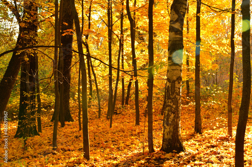Autumn forest road leaves fall in ground landscape on autumnal background in October