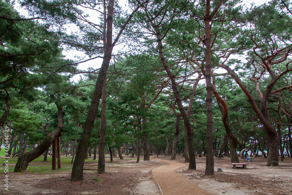 소나무숲, 하동송림의 소나무