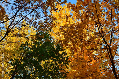 Maples and elms in the autumn park