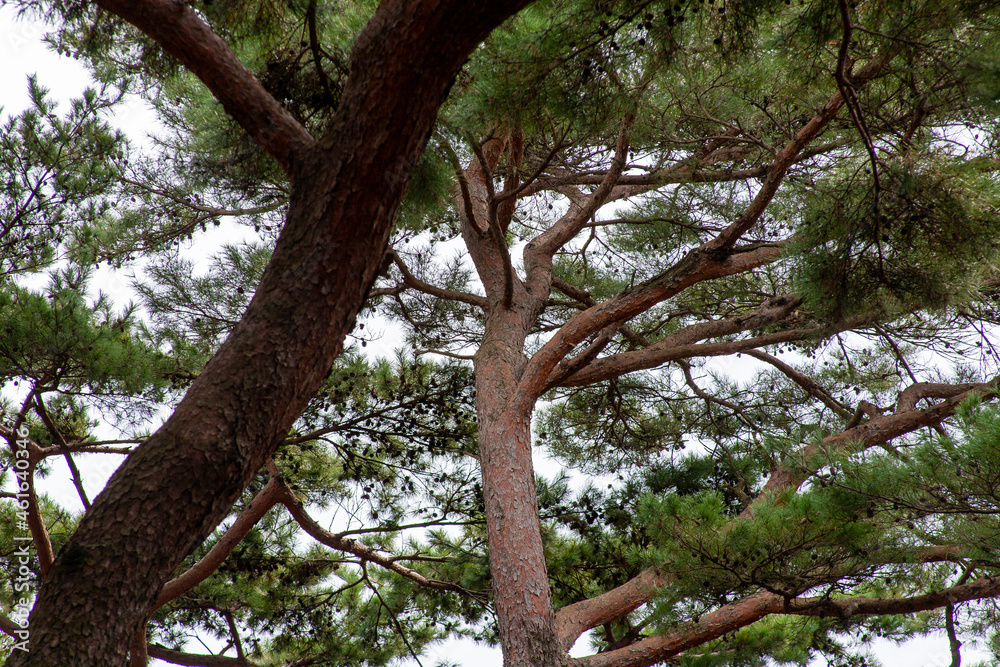 소나무숲, 하동송림의 소나무