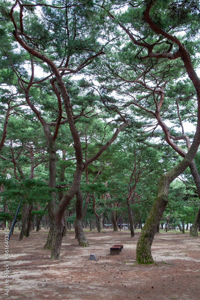 소나무숲, 하동송림의 소나무