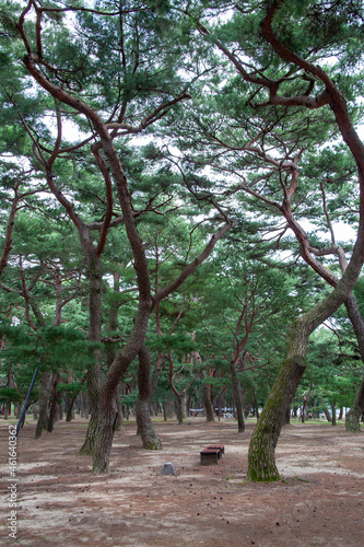 소나무숲, 하동송림의 소나무