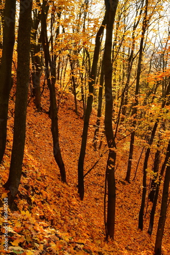 Autumn forest road leaves fall in ground landscape on autumnal background in October