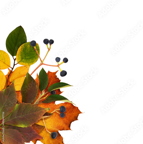 Colorful autumn leavesand b...
