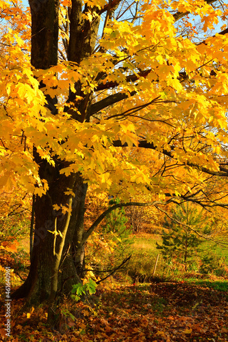 Autumn maple with fallen leaves in the forest on the background of the blue sky in October