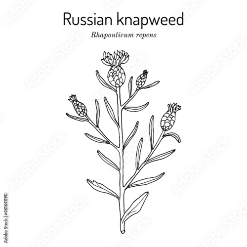 Russian knapweed Rhaponticum repens , medicinal plant