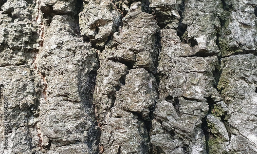 bark of a tree.Old wood texture. Vector illustration.background.Natural wooden texture.Relief texture of the brown bark of a tree. details Suitable for use as a background