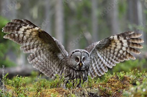 Great grey owl wingspread in forest landscape. Owl landing.